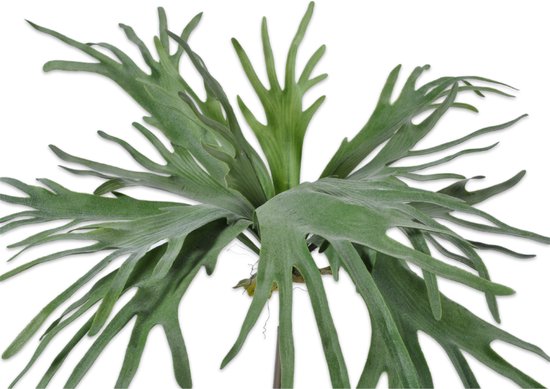 Silk-ka-kunstplant-hertshoorn-groen-zijde-plant-kunst