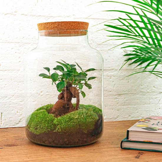 Terrarium DIY kit • 'Milky' • Écosystème avec plantes • ↑ 30 cm