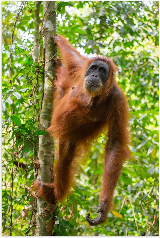 Poster (Mat) - Orang Oetan Hangend aan Dunne Tak van Boom in Bos - 60x90 cm Foto op Posterpapier met een Matte look
