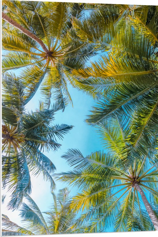 PVC Schuimplaat - Onderaanzicht van Tropische Palmbomen onder Stralend Blauwe Lucht - 70x105 cm Foto op PVC Schuimplaat (Met Ophangsysteem)