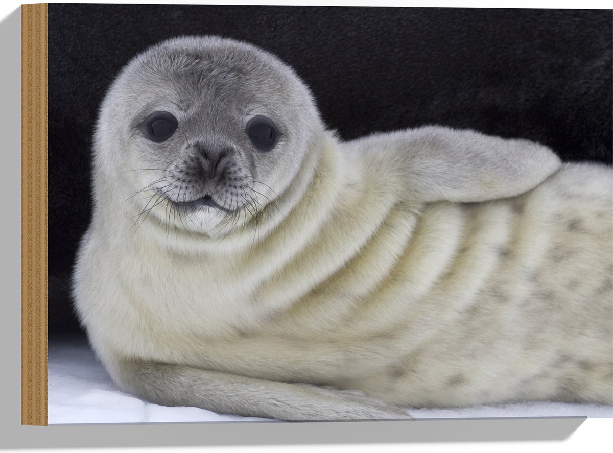 Hout - Liggende Poserende Baby Zeehond - 40x30 cm - 9 mm dik - Foto op Hout (Met Ophangsysteem)