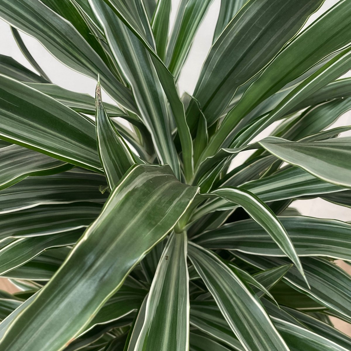Dracaena Warneckei vertakt - 140cm