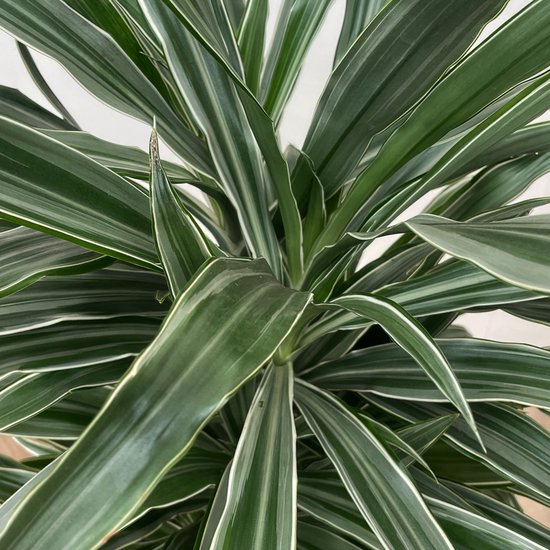 Dracaena