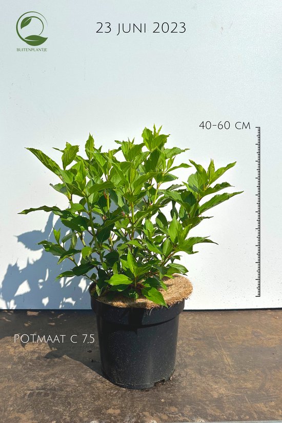 Hydrangea paniculata 'Kyushu' - Pluimhortensia - Buitenplant