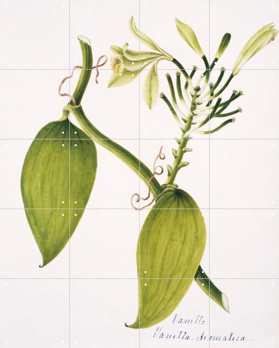 IXXI Vanilla aromatica - Wanddecoratie - Eten en Drinken - 80 x 100 cm