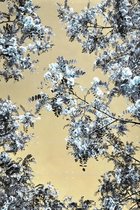 IXXI Blossoming - Wanddecoratie - Grafisch Ontwerp - 80 x 120 cm