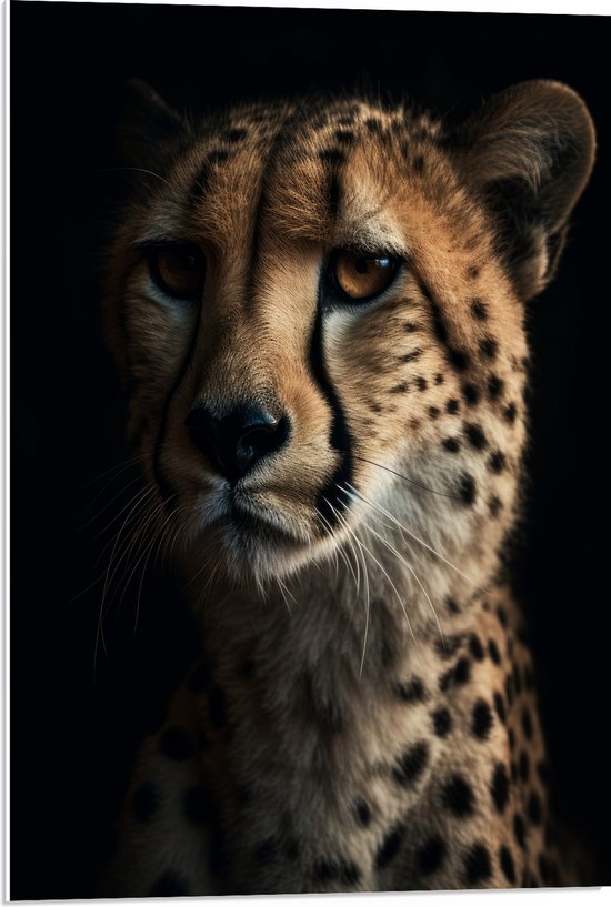 PVC Schuimplaat- Cheetah close up met zwarte achtergrond - 50x75 cm Foto op PVC Schuimplaat