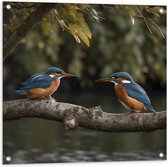 Tuinposter – Twee ijsvogels zitten op tak die boven het water hangt - 80x80 cm Foto op Tuinposter (wanddecoratie voor buiten en binnen)