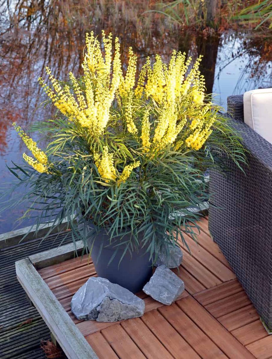 Mahonia eur. Soft Caress - Chinese Mahoniestruik - Pot 3 Liter - Gele Bloem - Wintergroen