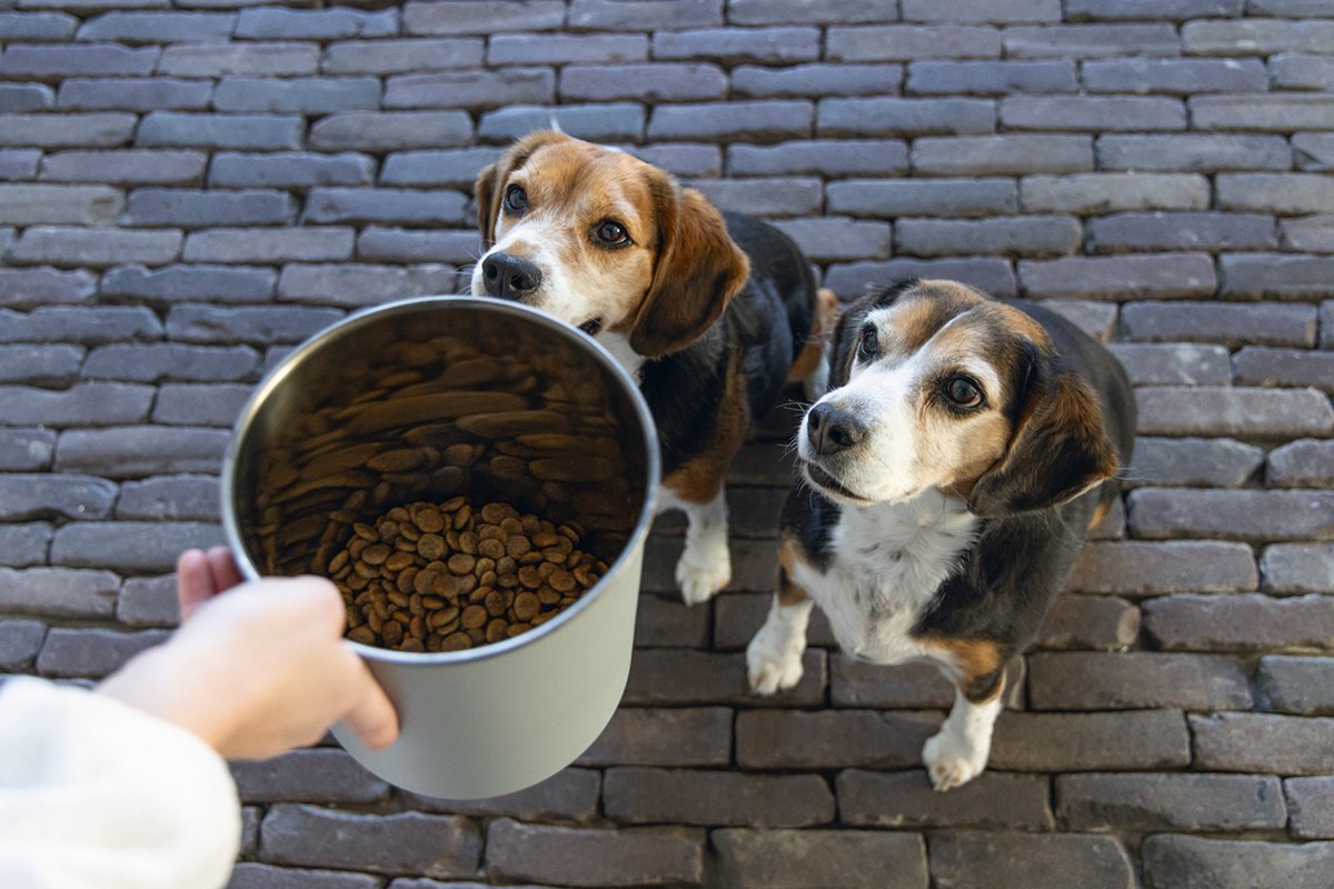 Rangement de croquettes pour chien dans un conteneur design en