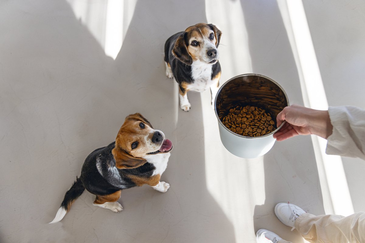 Bol.com Designed by Lotte Voorraadbus Canisto - Hond - RVS - Lichtgrijs - 17x17x21cm aanbieding
