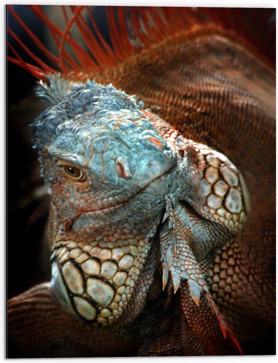 Dibond - Close-up van Gezicht van Blauwe Iguana Reptiel - 60x80 cm Foto op Aluminium (Met Ophangsysteem)