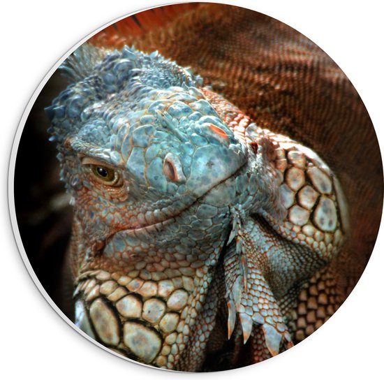 PVC Schuimplaat Muurcirkel - Close-up van Gezicht van Blauwe Iguana Reptiel - 20x20 cm Foto op Muurcirkel (met ophangsysteem)