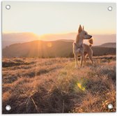 Tuinposter – Bruine Hond op de Top van de Berg bij Zonsondergang - 50x50 cm Foto op Tuinposter (wanddecoratie voor buiten en binnen)