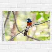 Muursticker - Blauw met Oranje Shamalijster Vogel zittend op Kleine Tak van Boom - 75x50 cm Foto op Muursticker