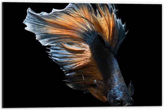 Dibond - Blauwe Vis met Oranje Details tegen Zwarte Achtergrond - 60x40 cm Foto op Aluminium (Wanddecoratie van metaal)