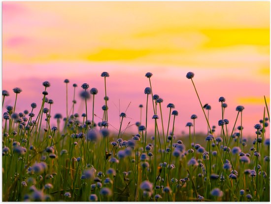 Poster (Mat) - Bloemenveld Vol Paarse Knopjes Bloemen - 40x30 cm Foto op Posterpapier met een Matte look