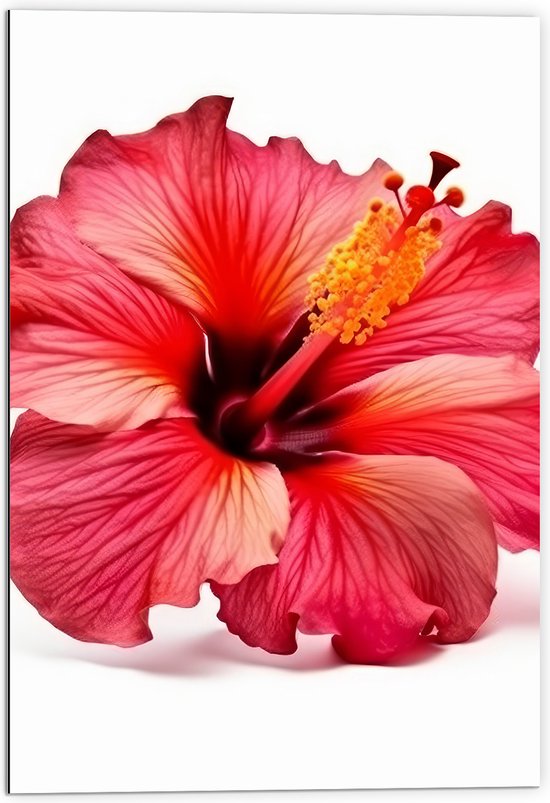 Dibond - Bloeiende Rode Hibiscus Bloem tegen Witte Achtergrond - 70x105 cm Foto op Aluminium (Met Ophangsysteem)