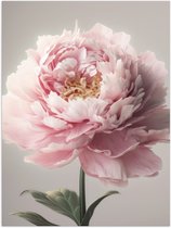 Poster Glanzend – Roze Pioenroos - 75x100 cm Foto op Posterpapier met Glanzende Afwerking