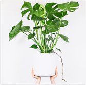 Poster Glanzend – Planten - Plantenbak - Groen - Bladeren - Handen - 50x50 cm Foto op Posterpapier met Glanzende Afwerking
