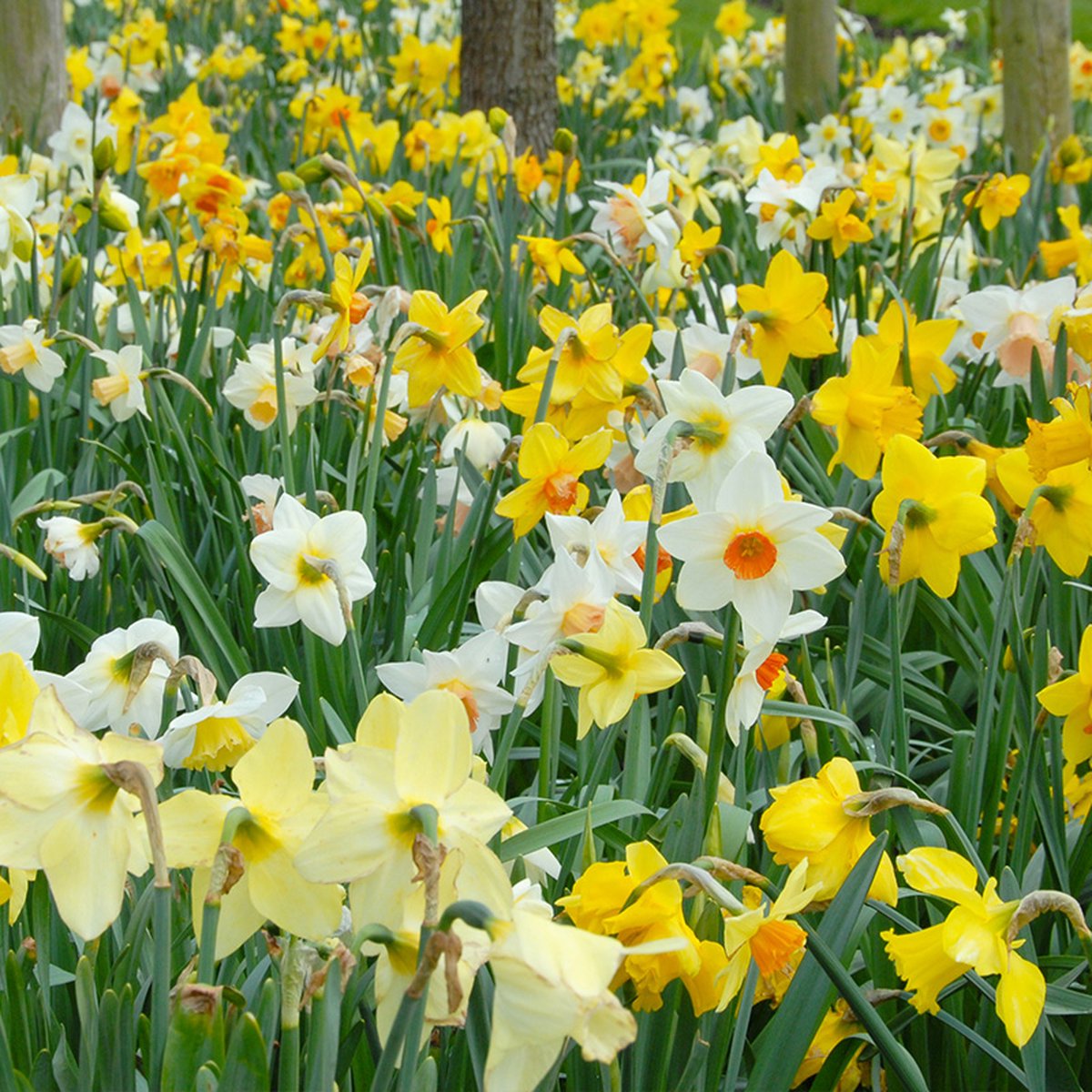 Bloembollen Mix Narcissen Grower's Pride | Meerkleurig | Voordeelverpakking