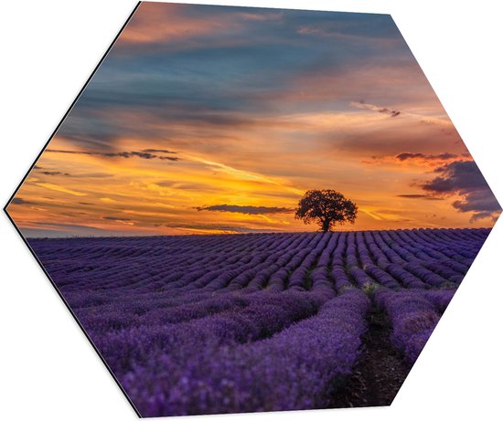 Dibond Hexagon - Landschap - Bloemen - Planten - Boom - Lavendel - Zonsondergnag - Paars - 70x60.9 cm Foto op Hexagon (Met Ophangsysteem)