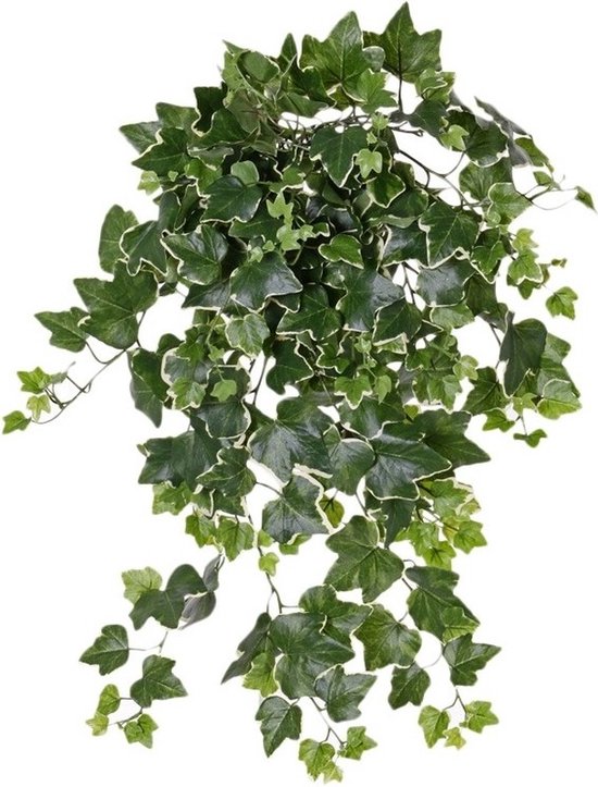 Hedera Helix artificiel vert / blanc / plante de lierre 65 cm pour l' extérieur -... | bol.com