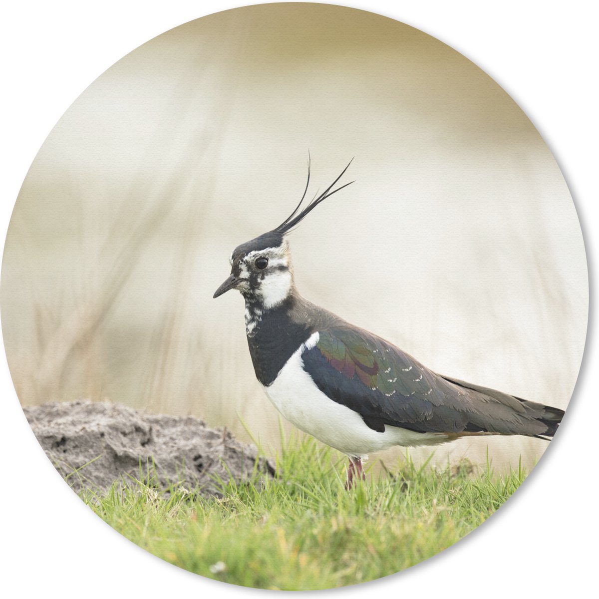 Muismat rond 50x50 cm - Mousepad Vogel - Gras - Dieren - Natuur - Kievit - Ronde muismatten