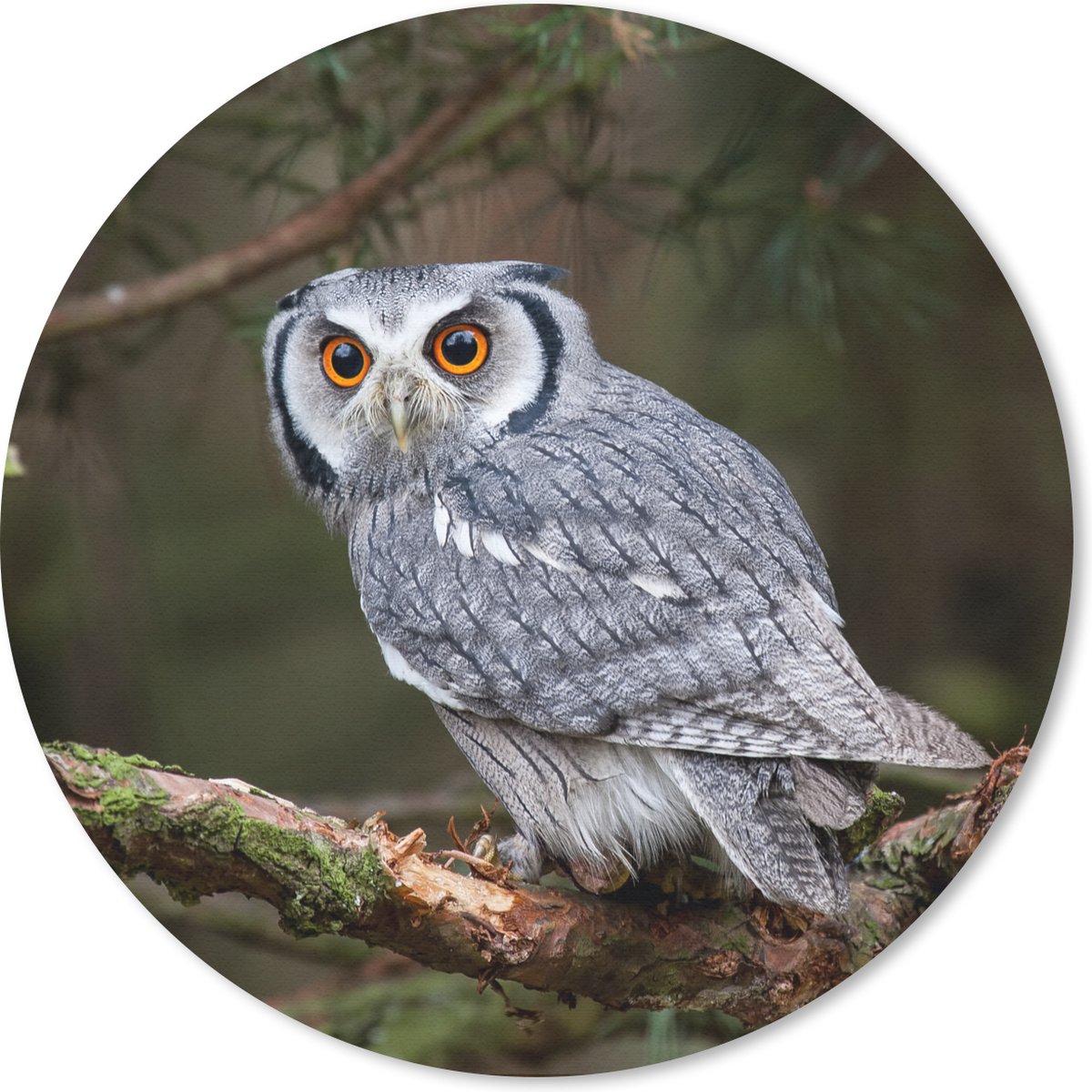 Muismat rond 30x30 cm - Mousepad Uil - Vogel - Takken - Natuur - Ronde muismatten