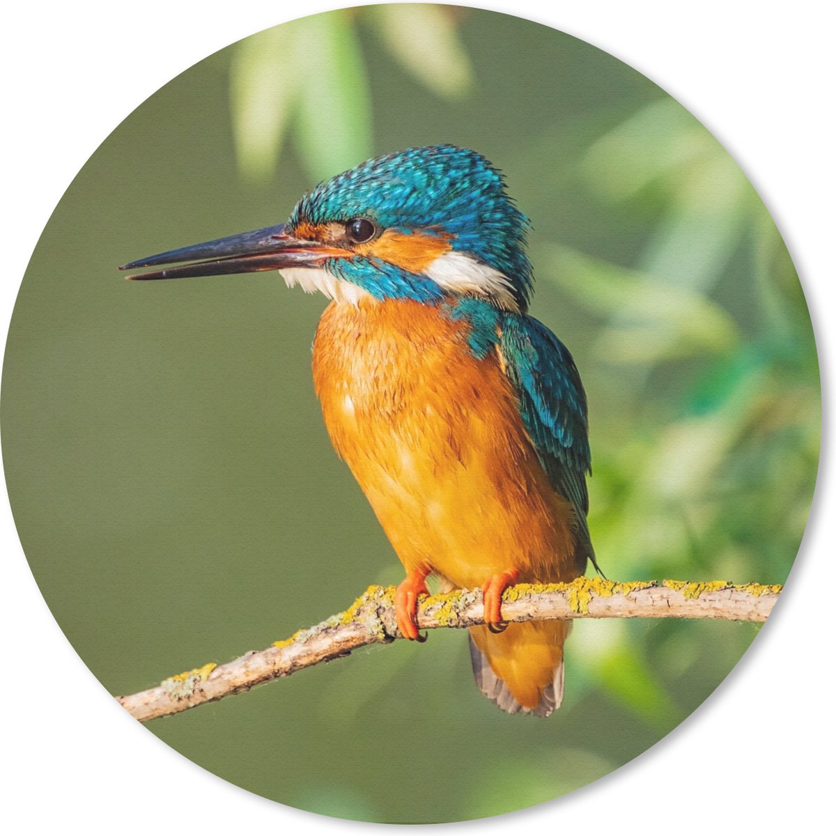 Muismat rond 30x30 cm - Mousepad Vogel - IJsvogel - Tak - Bladeren - Mos - Ronde muismatten