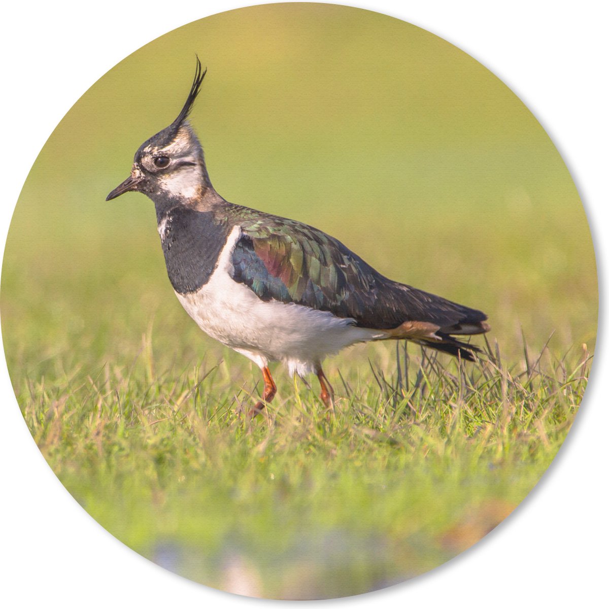 Muismat rond 50x50 cm - Mousepad Vogel - Gras - Natuur - Dieren - Kievit - Ronde muismatten