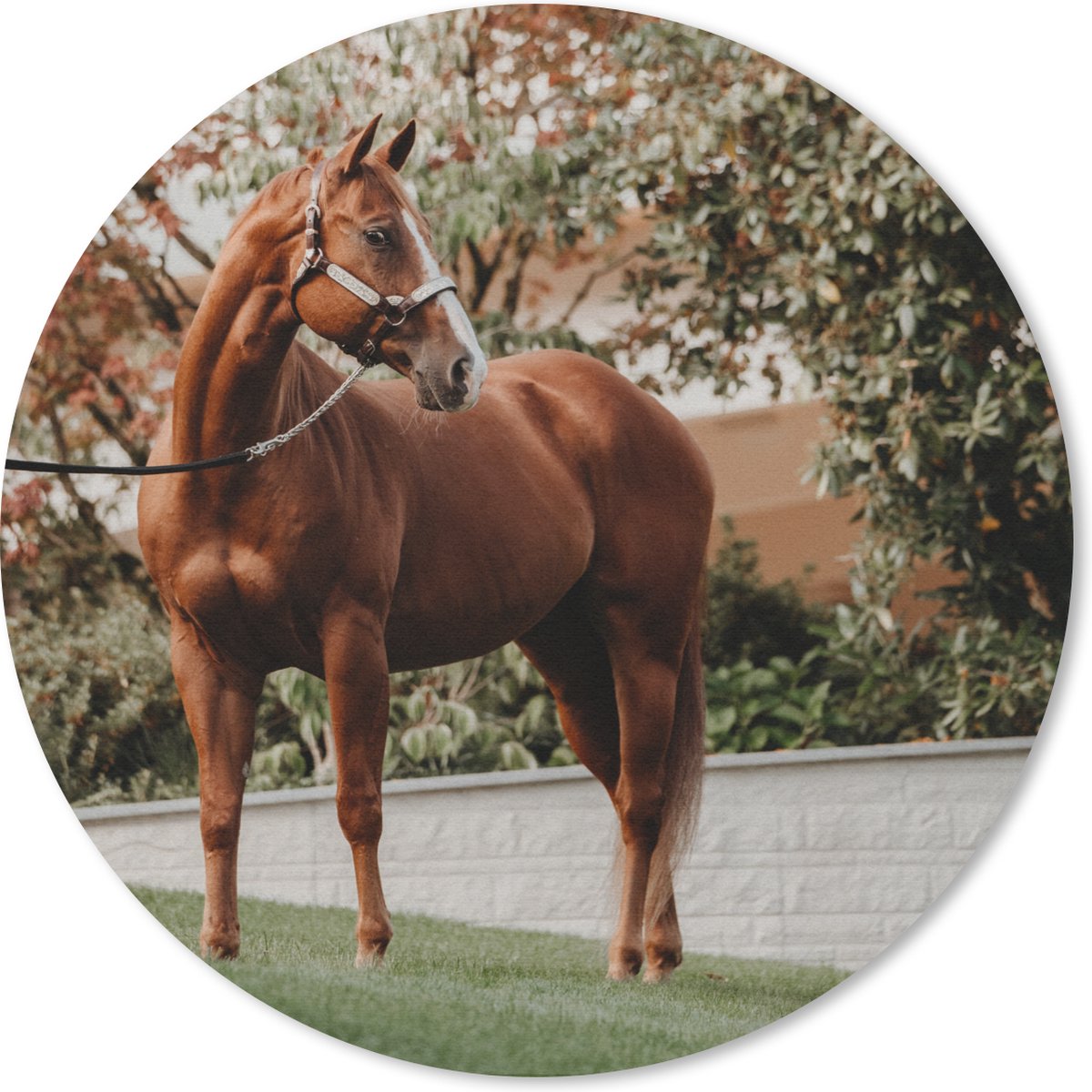 Muismat rond 40x40 cm - Mousepad Paard - Boom - Halster - Ronde muismatten