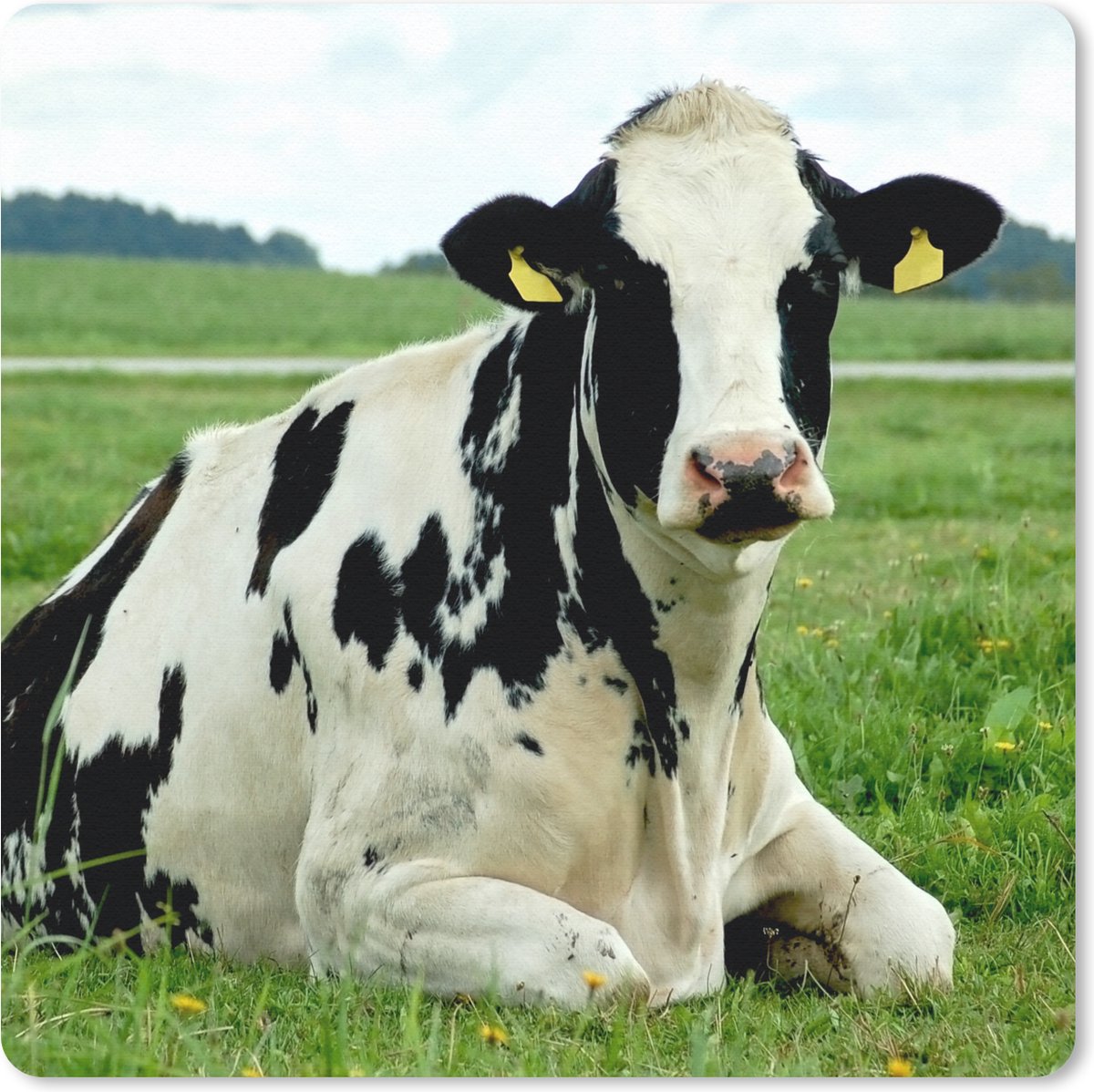 Muismat 30x30 cm - Mousepad Koe - Friesland - Dier - Muismatten