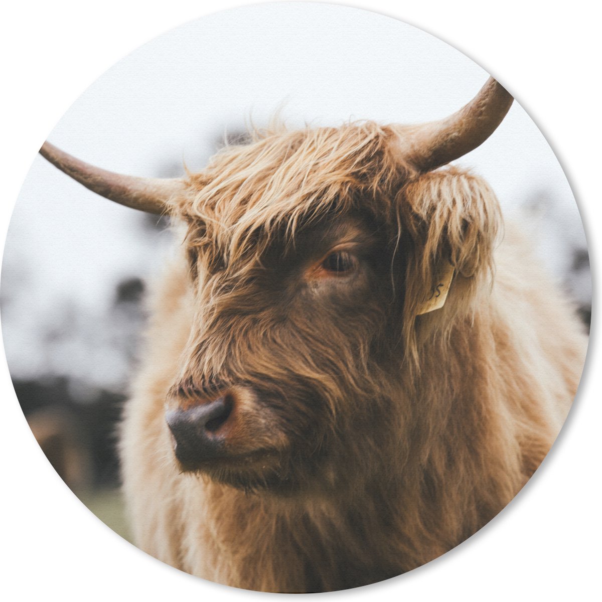Muismat rond 50x50 cm - Mousepad Schotse Hooglander - Dieren - Horens - Ronde muismatten