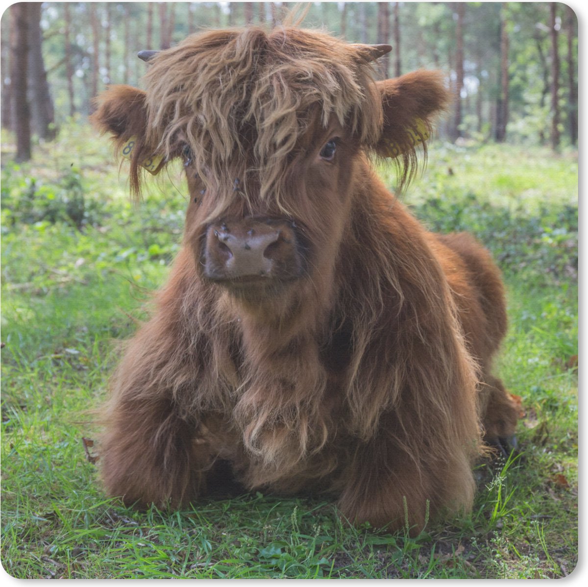 Muismat 20x20 cm - Mousepad Schotse Hooglander - Pad - Dieren - Muismatten