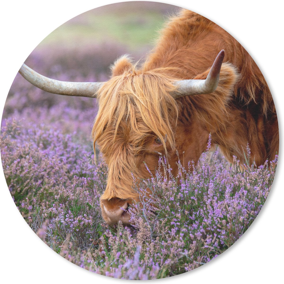 Muismat rond 30x30 cm - Mousepad Schotse Hooglander - Dieren - Heide - Ronde muismatten