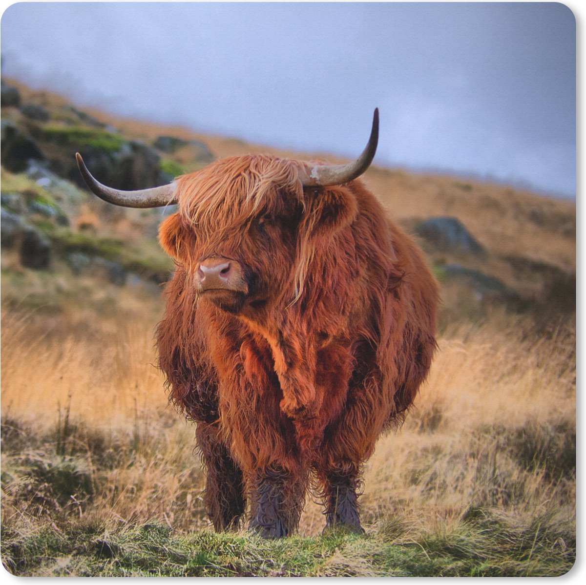 Muismat 20x20 cm - Mousepad Schotse Hooglander - Gras - Stenen - Muismatten
