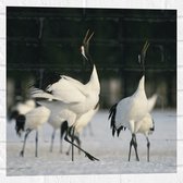 Muursticker - Fluitende Kraanvogels in landschap Vol met Sneeuw - 50x50 cm Foto op Muursticker