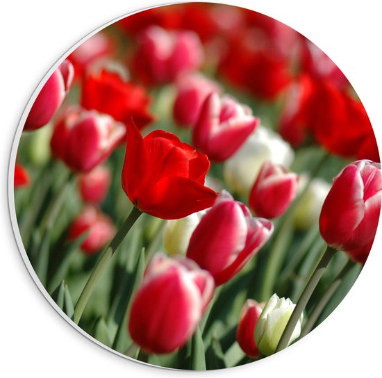 PVC Schuimplaat Muurcirkel - Tulpen - Bloemen - Natuur - Bladeren - Rood - 20x20 cm Foto op Muurcirkel (met ophangsysteem)