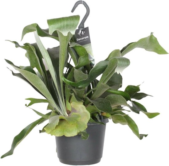 Sierplantenshop Hertshoornvaren Platycerium Bifurcatum - Groene Kamerplant 30cm Kamerplant