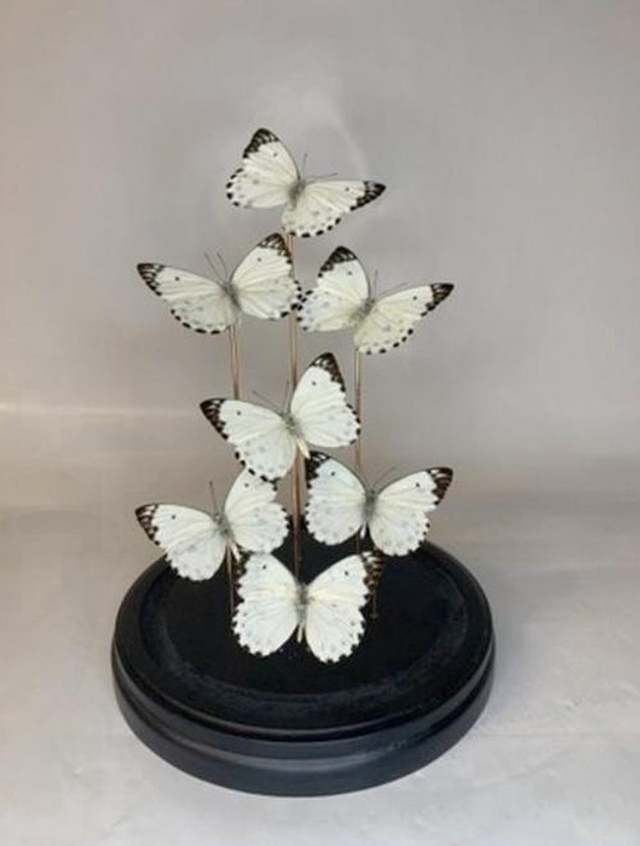 Vlinders in Stolp - Vlinder In Glazen Stolp - Vlinderstolp Glas - Wit - 30 cm