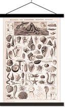 Porte-affiche avec affiche - Affiche scolaire - Animaux aquatiques - Animaux - Zwart - Wit - 60x90 cm - Lattes noires