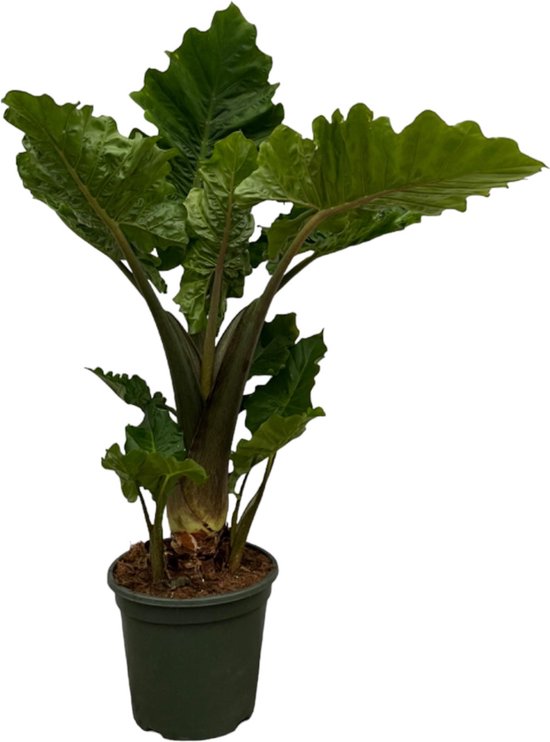 75 cm hoge tropische kamerplant Alocasia Low Rider - Ø26cm - Tropische sfeer voor binnenruimtes