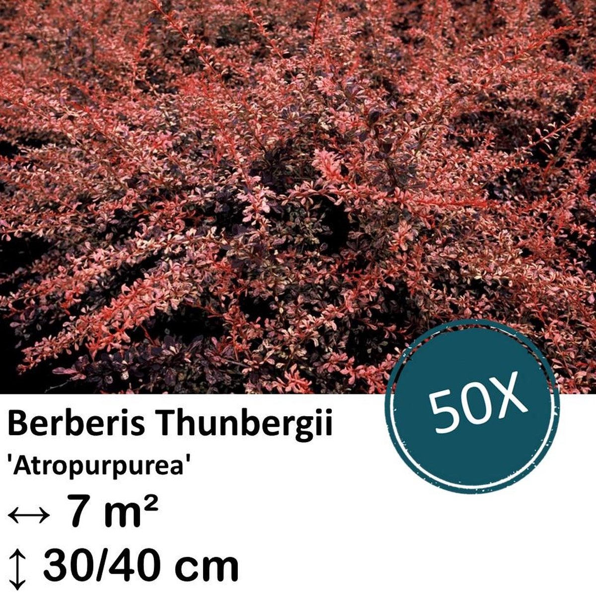 Green Harmony| Berberis thunbergii 'Atropurpurea' - 30-50cm - kale wortel
