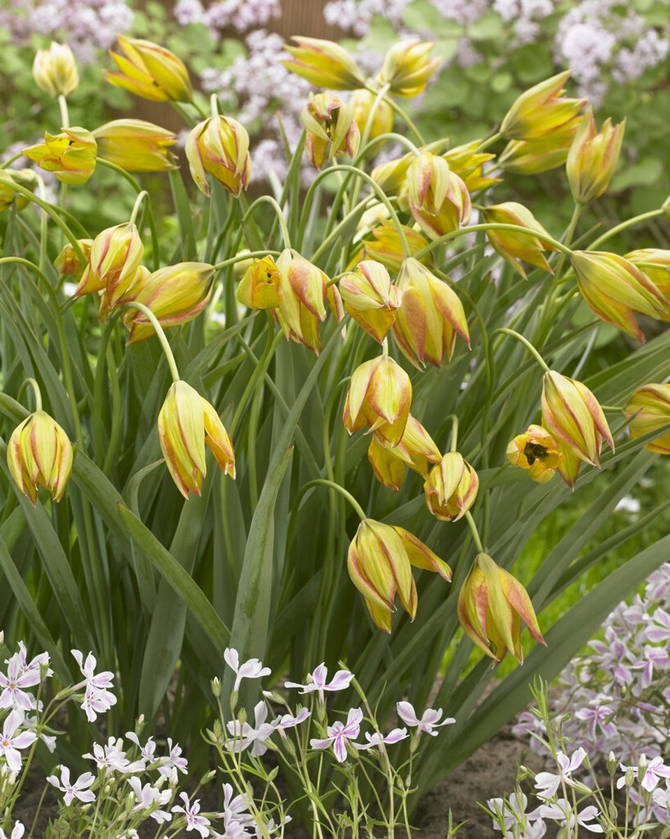 Tulp Orphanidea Flava | 10 stuks | Tulpenbollen