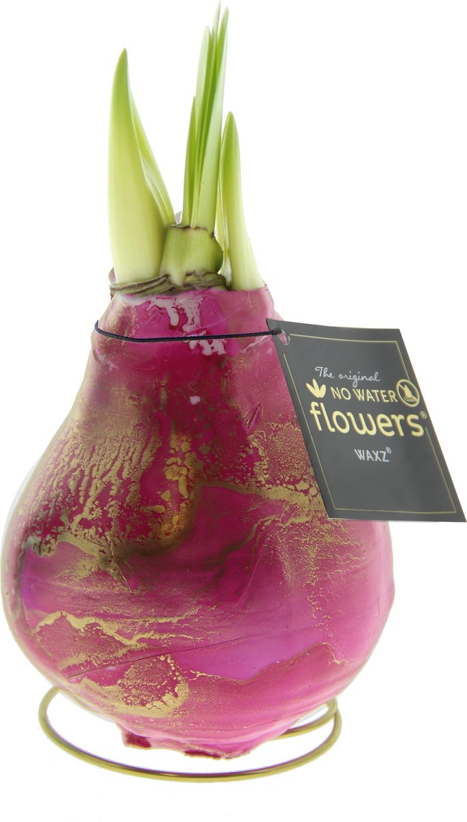 Univerz Saturnus Pink