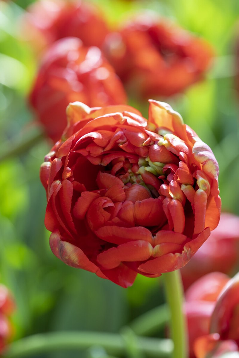 Tulipa Miranda | 10 stuks | Tulpenbollen
