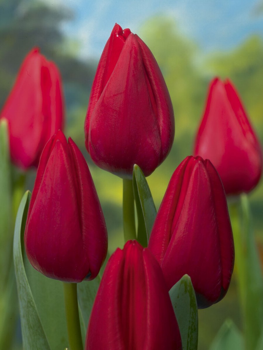 Tulp Red Rover | 10 stuks | Tulpenbollen