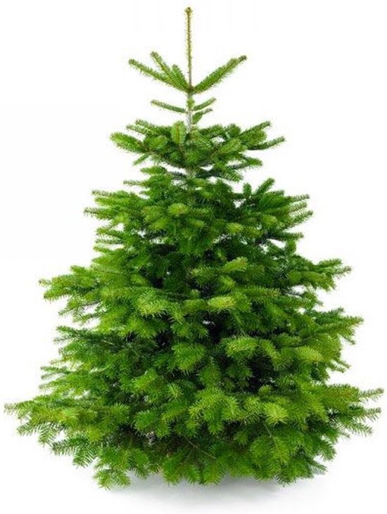 Furnilux Nordmann kerstboom - 180-210 cm - zonder kluit - groen