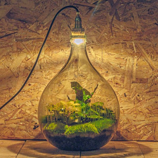 urbanjngl Terrarium végétal - Sam XL - Ecosystème végétal -↑35 cm - Jardin en Bouteille - Bricolage - Kit de Bricolage - Ensemble Complet de Terrarium - Mini écosystème avec Plantes en Bouteille